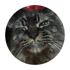 [LINEスタンプ] 内田ねこ