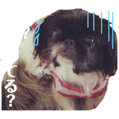 [LINEスタンプ] 保護っ子ファミリー③
