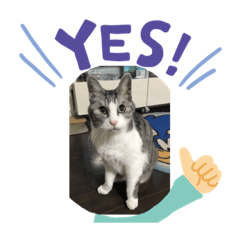 [LINEスタンプ] 猫のチョビ…時々友達