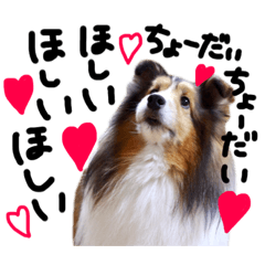 [LINEスタンプ] シェルティのここたん
