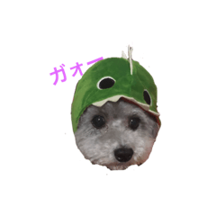 [LINEスタンプ] トイプードルのふうちゃんスタンプ