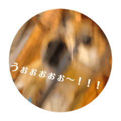 [LINEスタンプ] マックスよ永遠に 