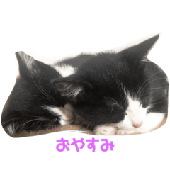 [LINEスタンプ] 癒し系ねこ ふたごちゃん 