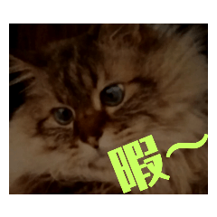 [LINEスタンプ] 猫色