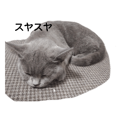 [LINEスタンプ] ねこさま スタンプ 