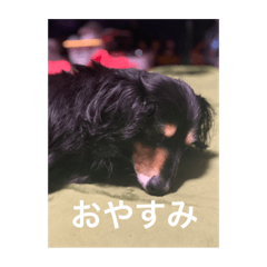 [LINEスタンプ] どこかのタキシード 