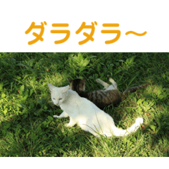[LINEスタンプ] ひさやんの野良猫日記 
