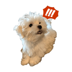 [LINEスタンプ] おもち① 