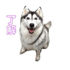 [LINEスタンプ] 我が家のハスキー！其の壱
