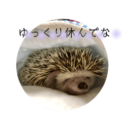 [LINEスタンプ] ハリネズミのちょこ fetchpriority=high