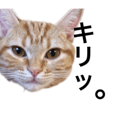 [LINEスタンプ] ねこのわこ 3