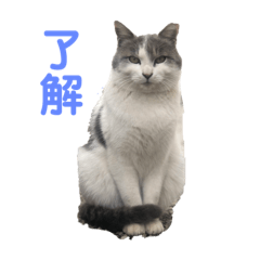 [LINEスタンプ] しろみとシルのスタンプ2 