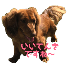 [LINEスタンプ] ミニチュアダックスフント日常会話 