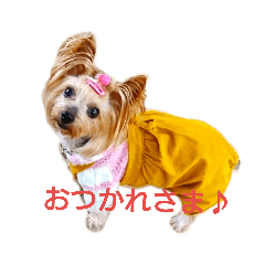 [LINEスタンプ] ヨーキーの苺ちゃん 