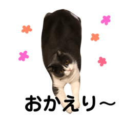 [LINEスタンプ] ブリティッシュショートヘアのトムくん 