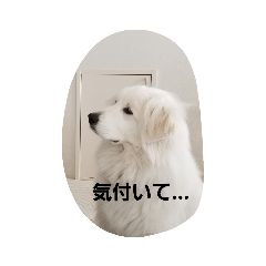 [LINEスタンプ] グレートピレニーズ 使える？挨拶♪