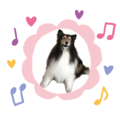 [LINEスタンプ] シェルティのジャスミン