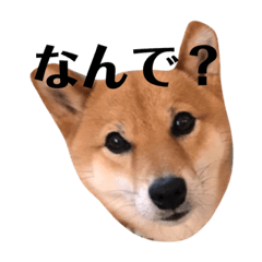 [LINEスタンプ] たまに関西弁の柴犬コマちゃんの画像（メイン）
