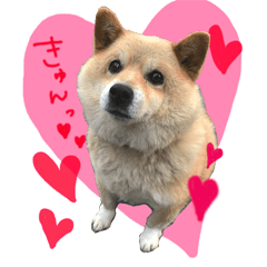 [LINEスタンプ] 犬のくう
