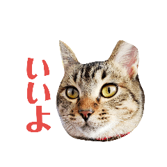 [LINEスタンプ] ねこのマロン