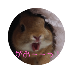 [LINEスタンプ] うさぎのナッツですぞ～2