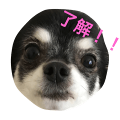[LINEスタンプ] ちょらとその仲間たち