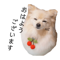 [LINEスタンプ] ポメラニアンのきなこちゃん4