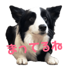 [LINEスタンプ] ジジの日常スタンプ