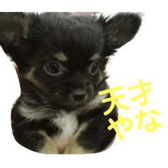 [LINEスタンプ] 澤田びび