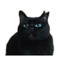 [LINEスタンプ] ゆめかわ猫のかあたん3