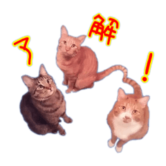 [LINEスタンプ] にゃんこ三兄弟2