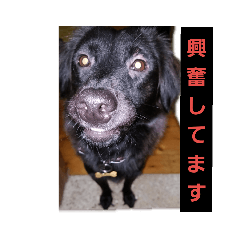 [LINEスタンプ] 愛犬ウィル