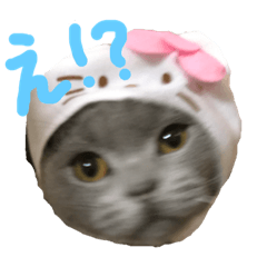 [LINEスタンプ] ネッコのネコ君 反応スタンプ
