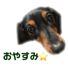 [LINEスタンプ] 愛犬の挨拶 ⑨