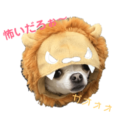 [LINEスタンプ] ミニチュアシュナウザーとチワワの日常