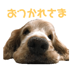[LINEスタンプ] ペローだよ全員集合！