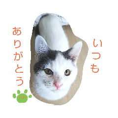 [LINEスタンプ] ベビーフェイスな保護猫ハルのスタンプ