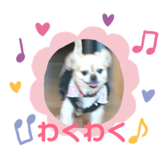 [LINEスタンプ] ペキチワの小夏ちゃん2