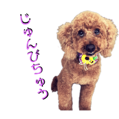 [LINEスタンプ] トイプードルのバズ＆雑種犬hashizo