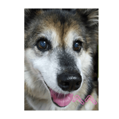 [LINEスタンプ] 愛犬カイちゃんスタンプの画像（メイン）
