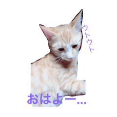 [LINEスタンプ] うちのねこ❤ 
