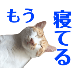 [LINEスタンプ] 猫の熊吉 