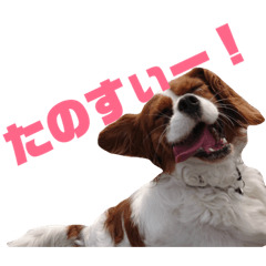 [LINEスタンプ] ハルのキモチ