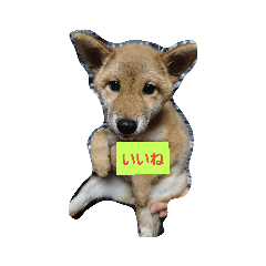 [LINEスタンプ] 柴犬HACHI子