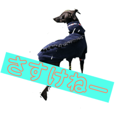 [LINEスタンプ] イタピンです