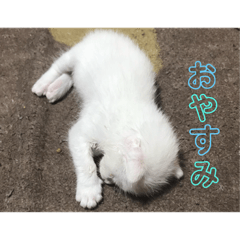 [LINEスタンプ] 可愛い猫と可愛いハリネズミ