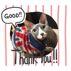 [LINEスタンプ] スフィンクスの小桃ちゃん2