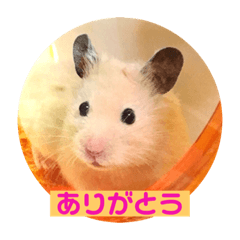 [LINEスタンプ] キンクマハムスターのハチ 