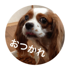 [LINEスタンプ] CoCo ちゃん