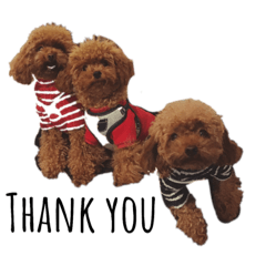 [LINEスタンプ] We Love  My Poodles！